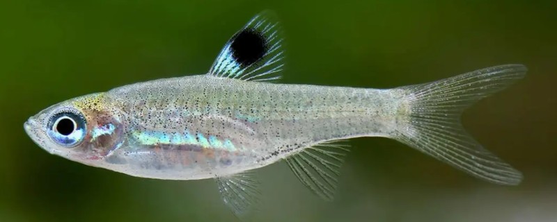 背点波鱼是什么鱼?