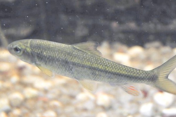 少耙白鱼是什么鱼?