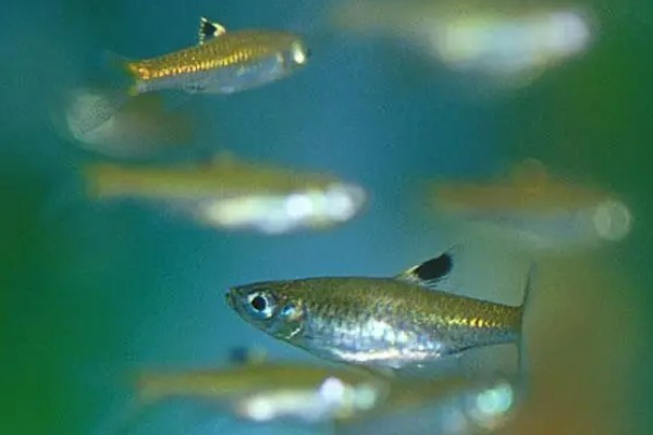 背点波鱼是什么鱼?