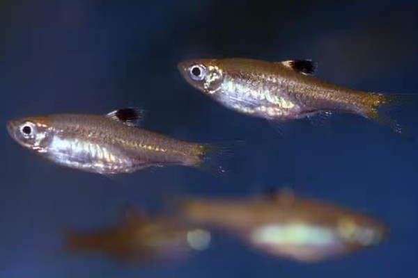 背点波鱼是什么鱼?