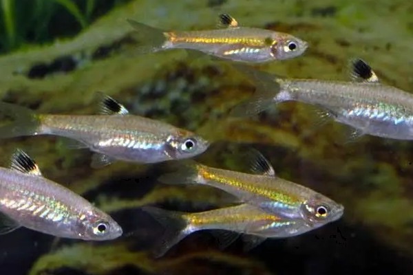 背点波鱼是什么鱼?