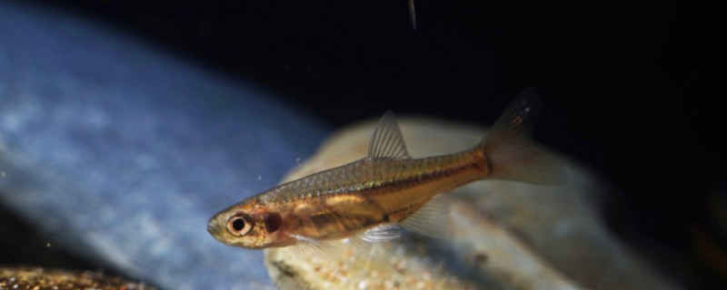 细波鱼是什么鱼?