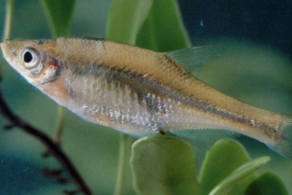 细波鱼是什么鱼?