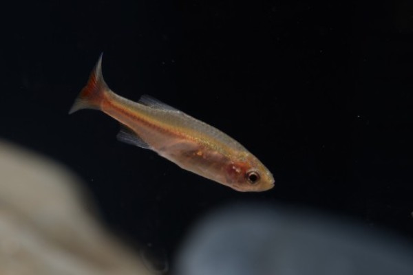 细波鱼是什么鱼?