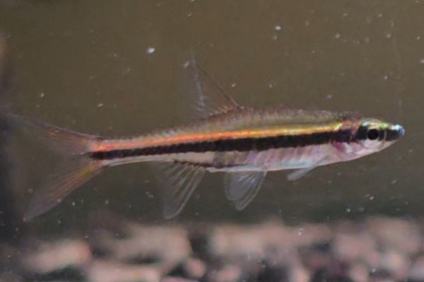 细波鱼是什么鱼?