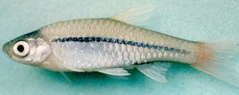 红尾波鱼是什么鱼?