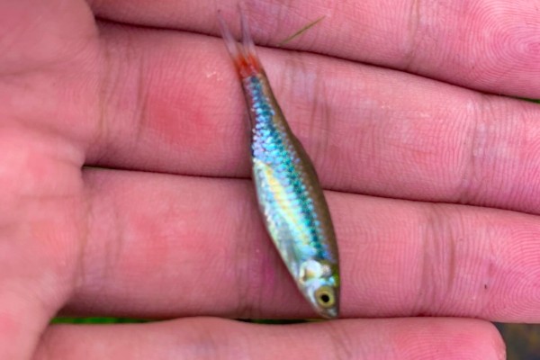 红尾波鱼是什么鱼?