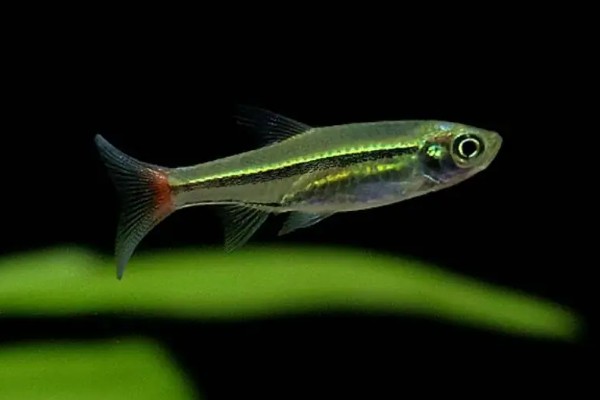 红尾波鱼是什么鱼?