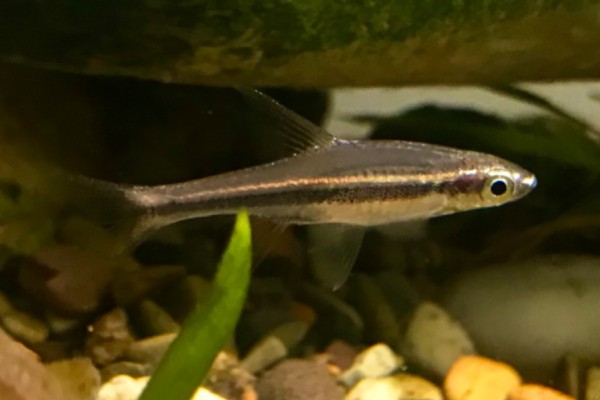 波鱼是什么鱼？