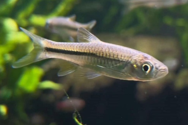 波鱼是什么鱼？