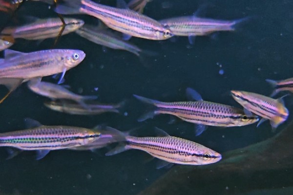 波鱼是什么鱼？