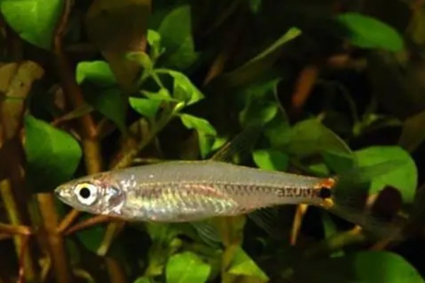 斑柄波鱼是什么鱼？