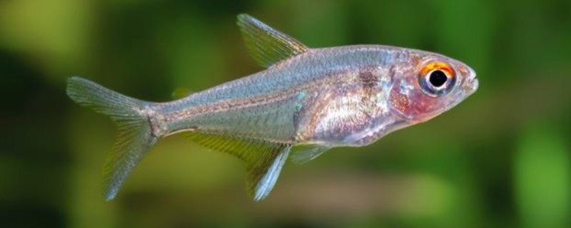 斑柄波鱼是什么鱼?