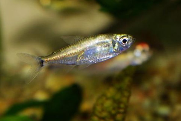 斑柄波鱼是什么鱼？