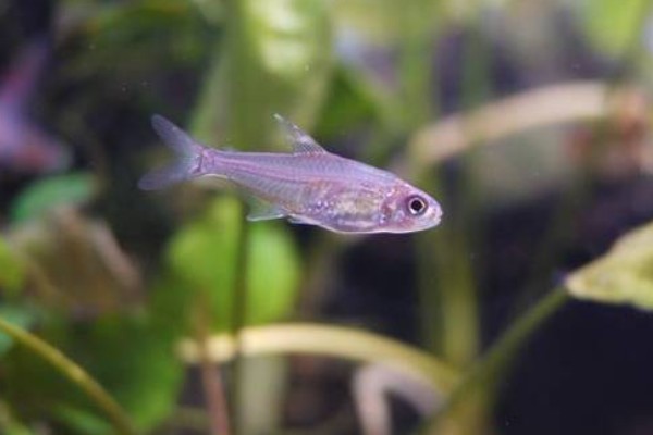 斑柄波鱼是什么鱼？