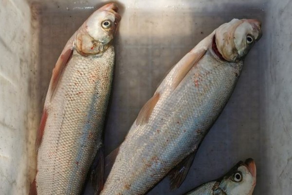 寻甸白鱼是什么鱼?