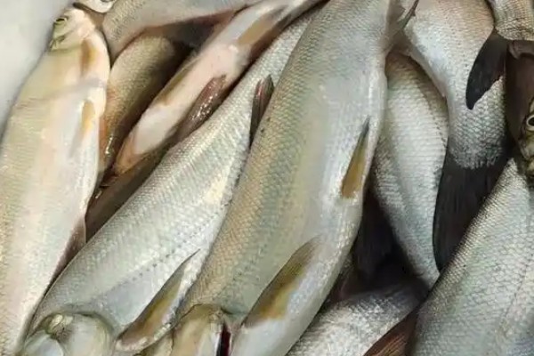 寻甸白鱼是什么鱼?