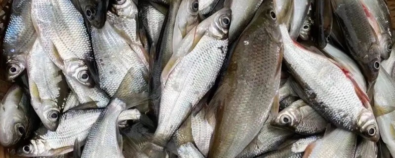 寻甸白鱼是什么鱼?