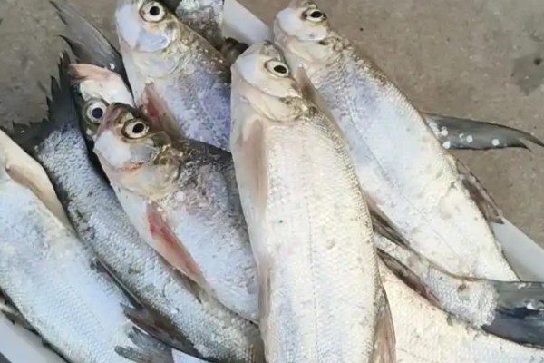 寻甸白鱼是什么鱼?