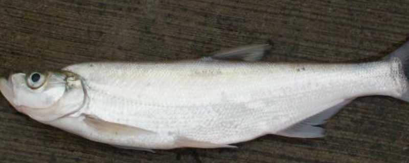 宜良白鱼是什么鱼?
