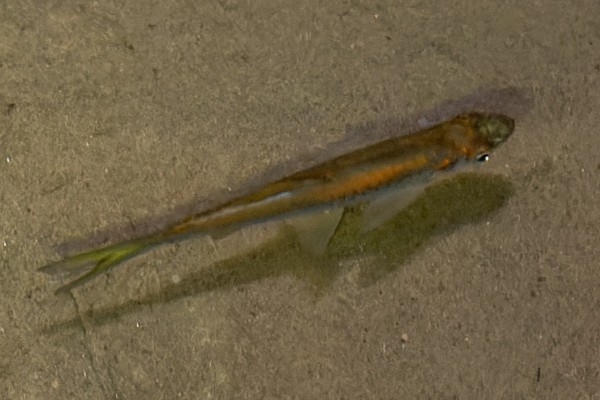 帕氏波鱼是什么鱼？