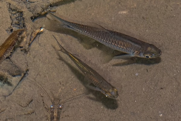 帕氏波鱼是什么鱼？