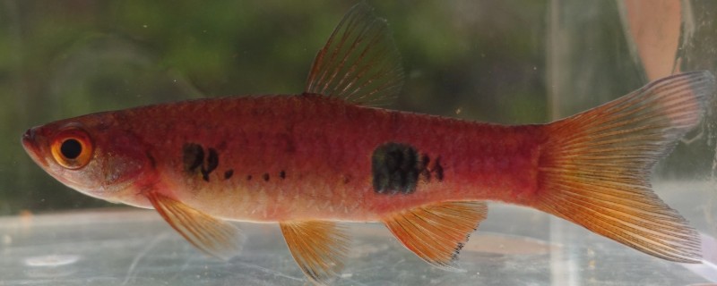 大点波鱼是什么鱼?