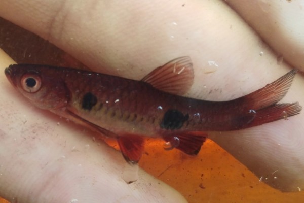 大点波鱼是什么鱼？