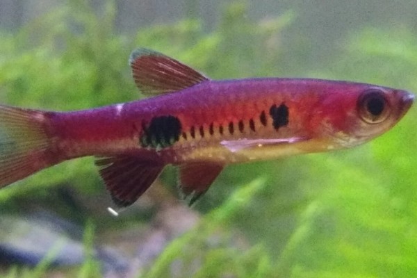 大点波鱼是什么鱼？