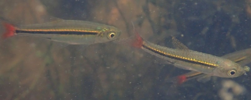 哈氏波鱼是什么鱼？