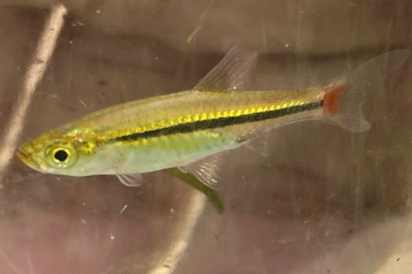 哈氏波鱼是什么鱼？