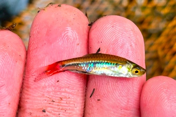 哈氏波鱼是什么鱼？