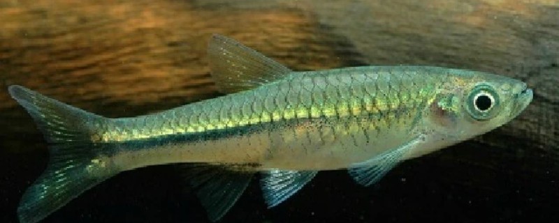 南方波鱼是什么鱼？