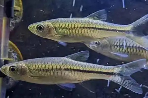 南方波鱼是什么鱼？