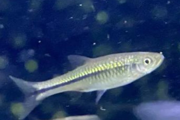 南方波鱼是什么鱼？