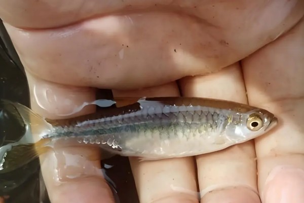 南方波鱼是什么鱼？