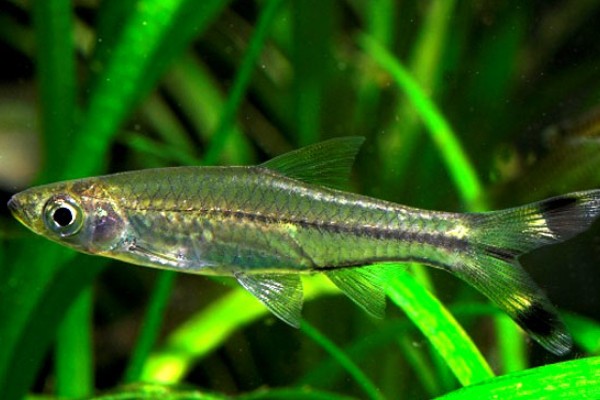 三线波鱼是什么鱼？