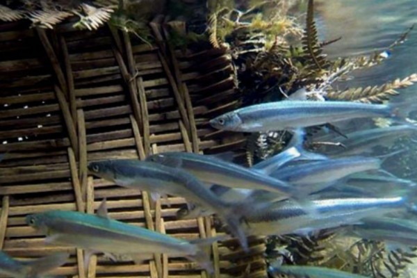 三线波鱼是什么鱼？