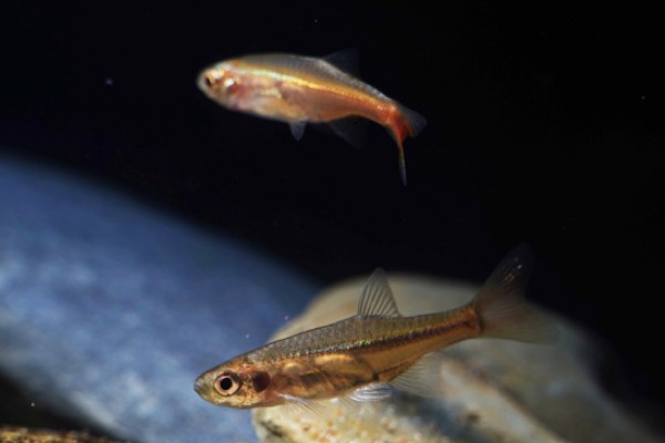 三线波鱼是什么鱼？