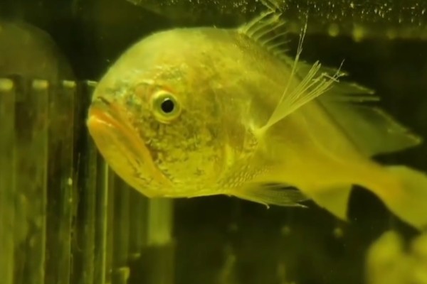黑鳃梅童鱼是什么鱼？