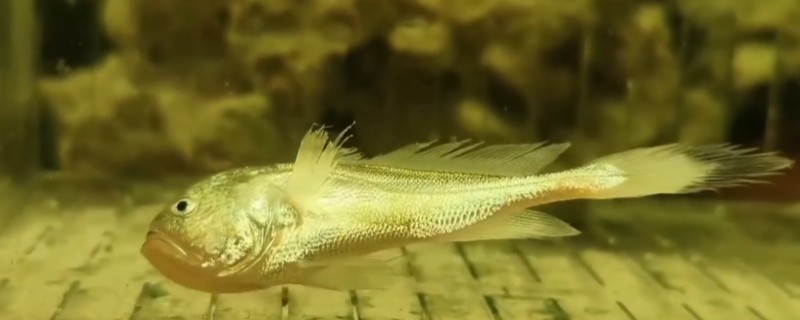 黑鳃梅童鱼是什么鱼？