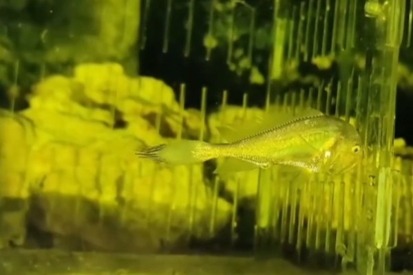 黑鳃梅童鱼是什么鱼？