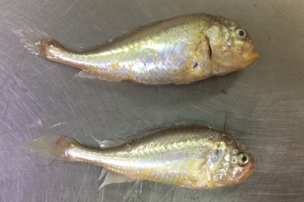 黑鳃梅童鱼是什么鱼？