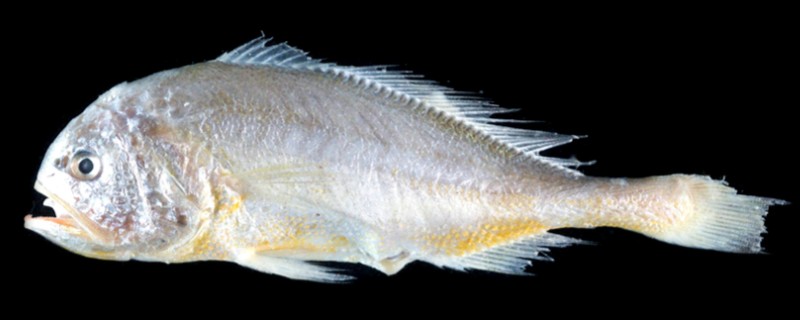 棘头梅童鱼是什么鱼？