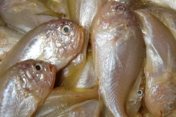 棘头梅童鱼是什么鱼？