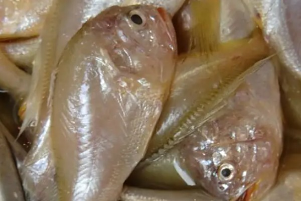 棘头梅童鱼是什么鱼？