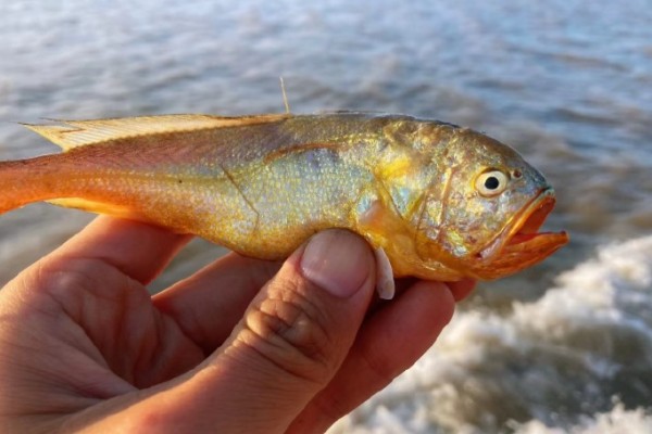 棘头梅童鱼是什么鱼？