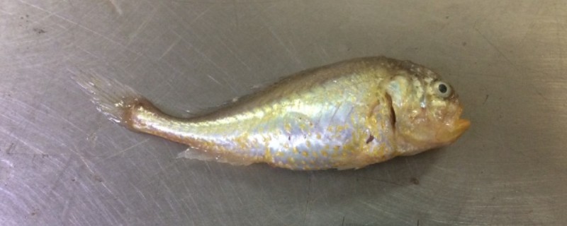 梅童鱼价格多少钱一斤？