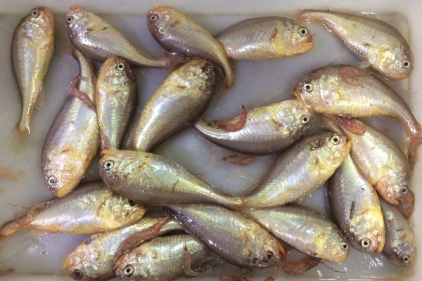 梅童鱼价格多少钱一斤？