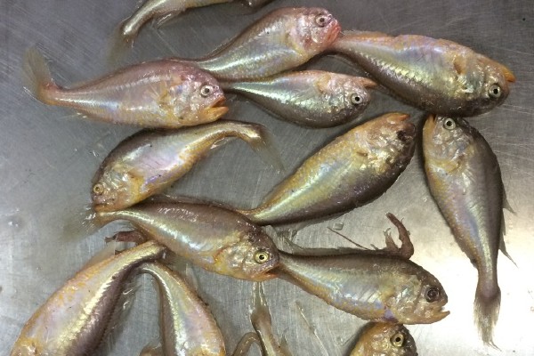 梅童鱼价格多少钱一斤？